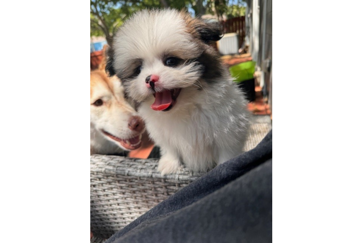 Shih Pom Puppy for Adoption