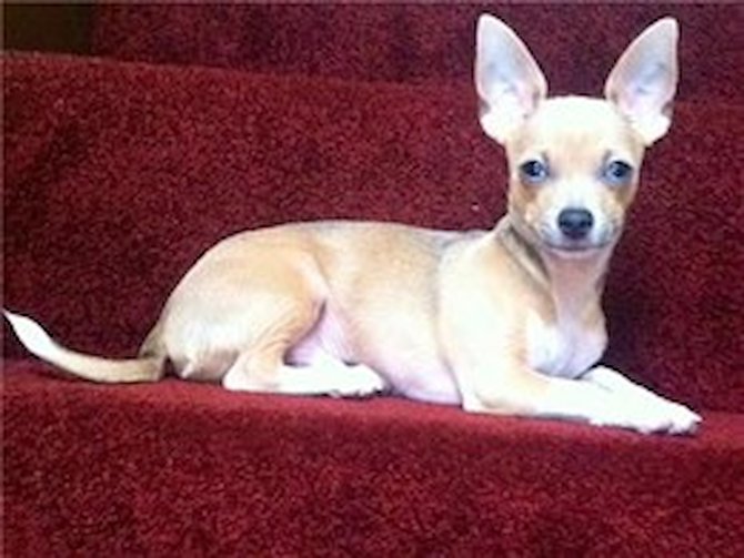 Dude - Chihuahua Puppy For Sale - Florida Fur Babies