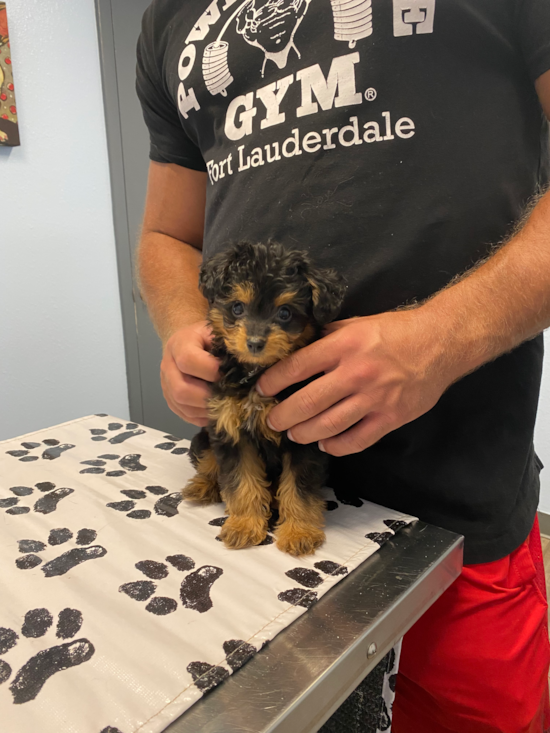 Mini Aussiedoodle