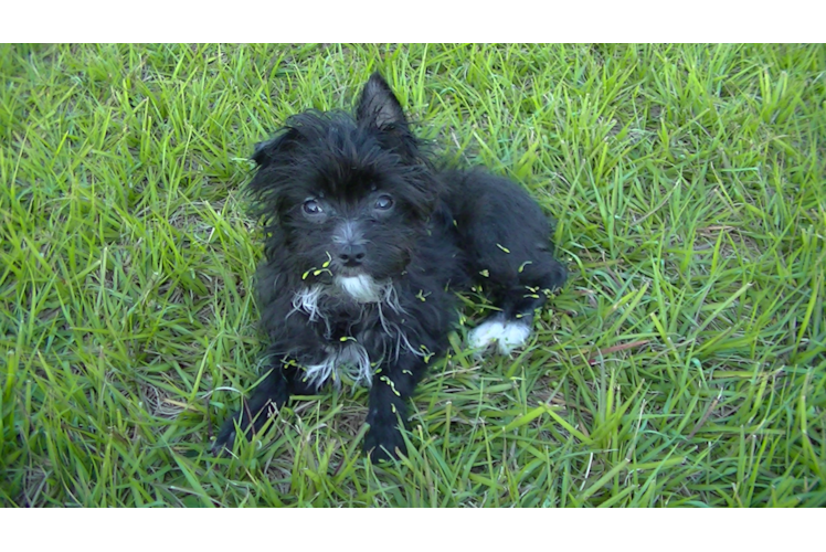 Meet Shadow - our Morkie Puppy Photo 1/5 - Florida Fur Babies