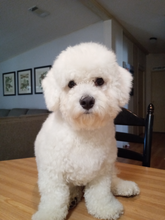 Bichon Frise