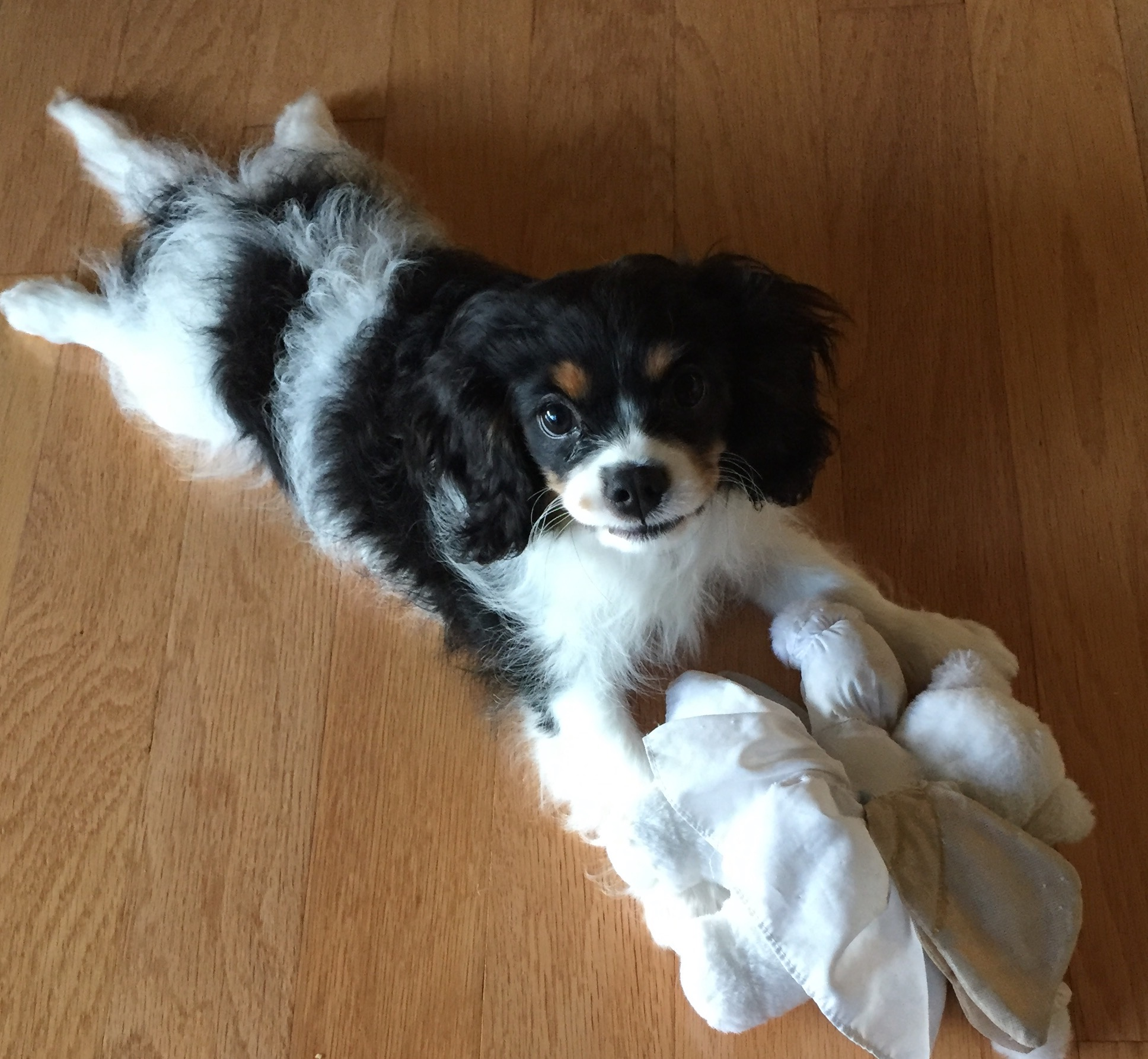 Happy Cavachon Baby