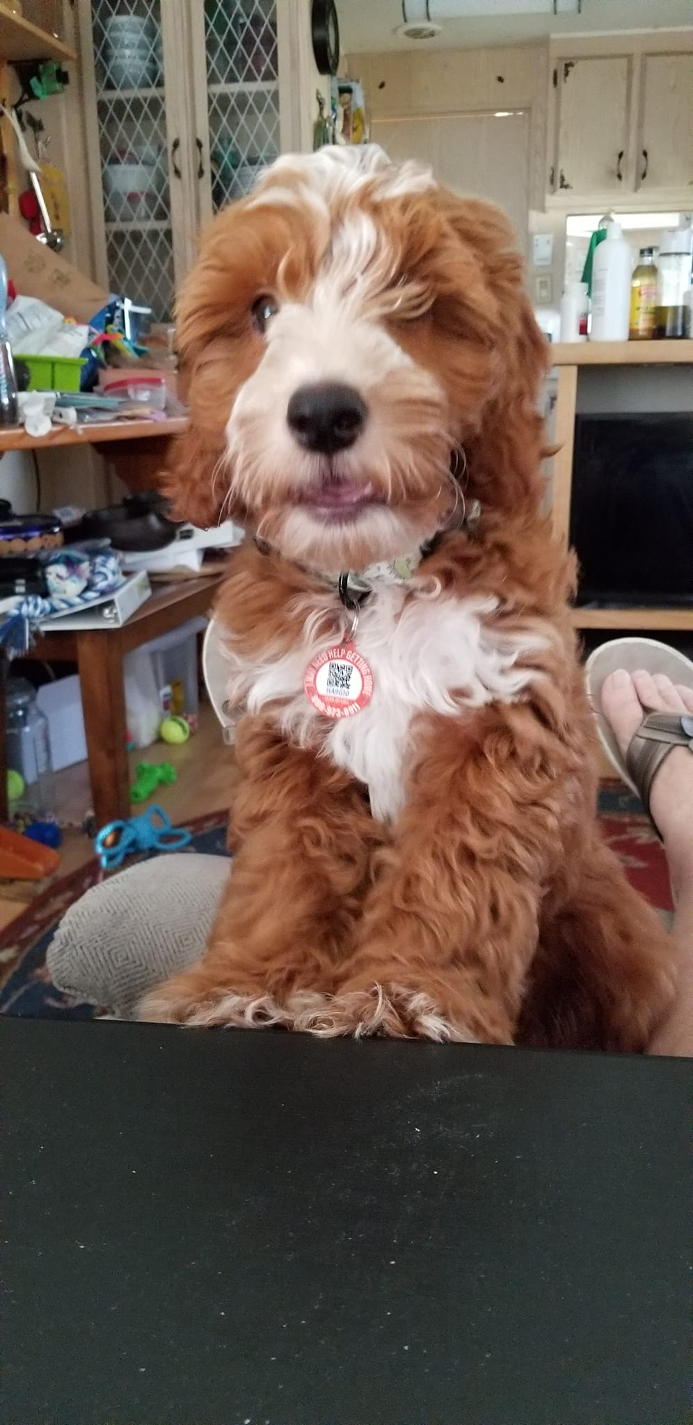 Mini Irish Doodle Pup Being Cute