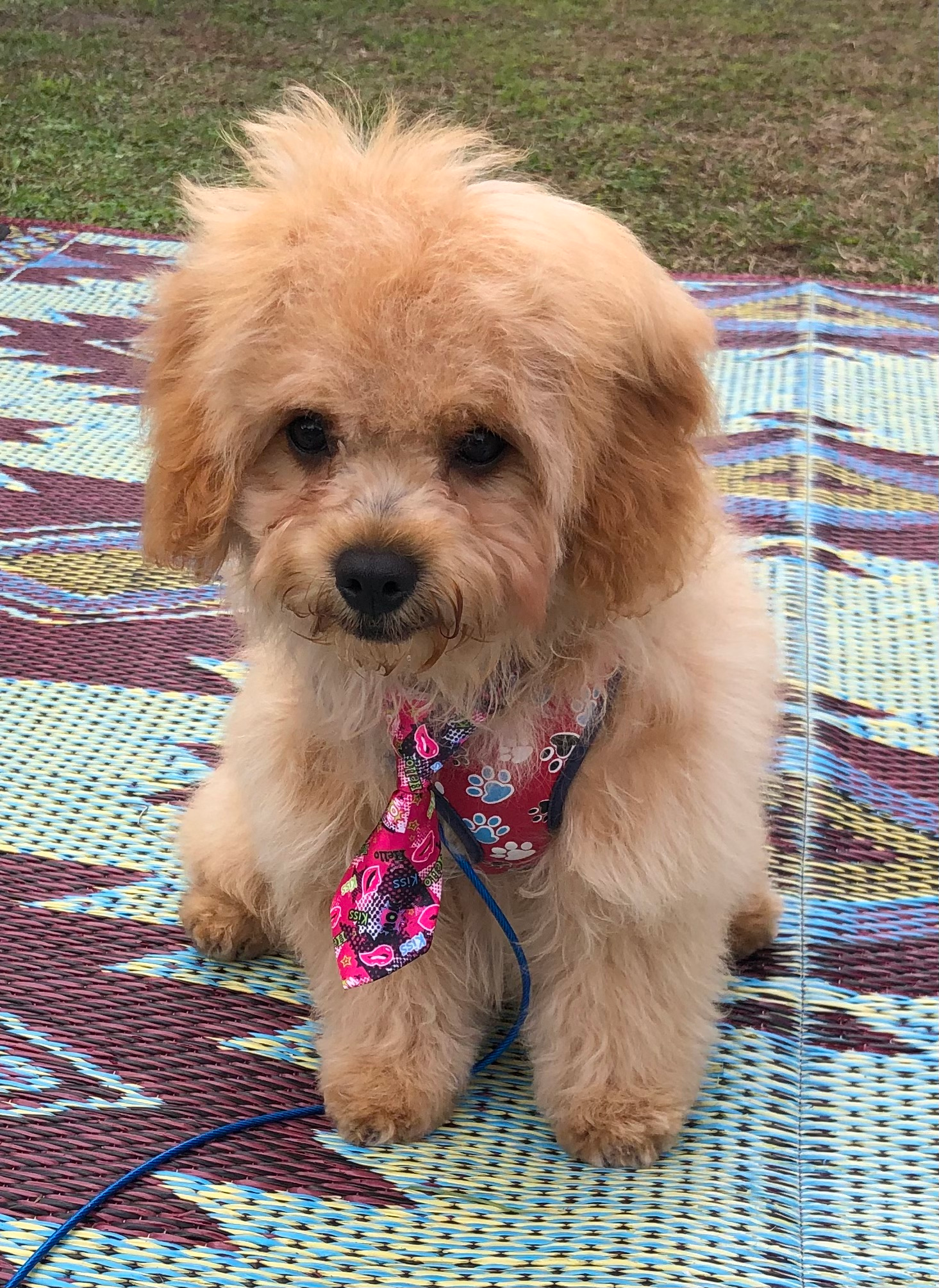 Small Cavapoo Baby