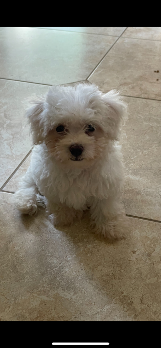Havanese