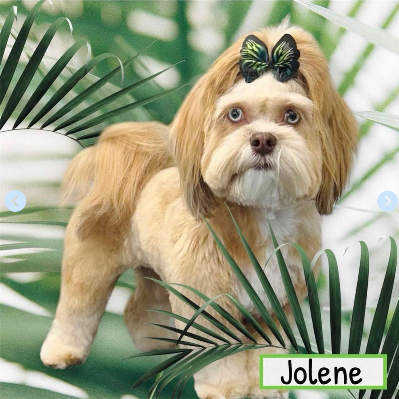 Shih Poo Pup Being Cute