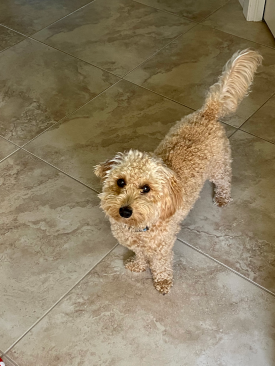 Mini Goldendoodle