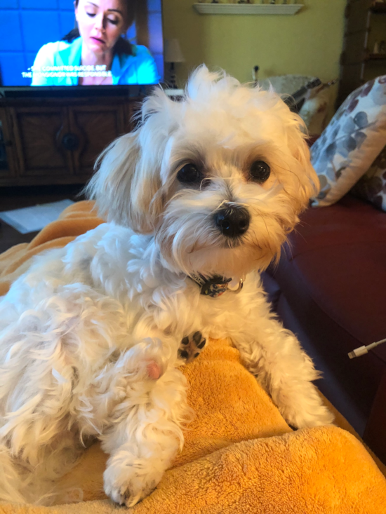 Maltipoo