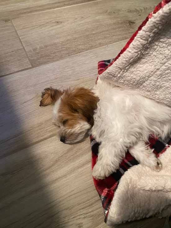 Teddy Bear