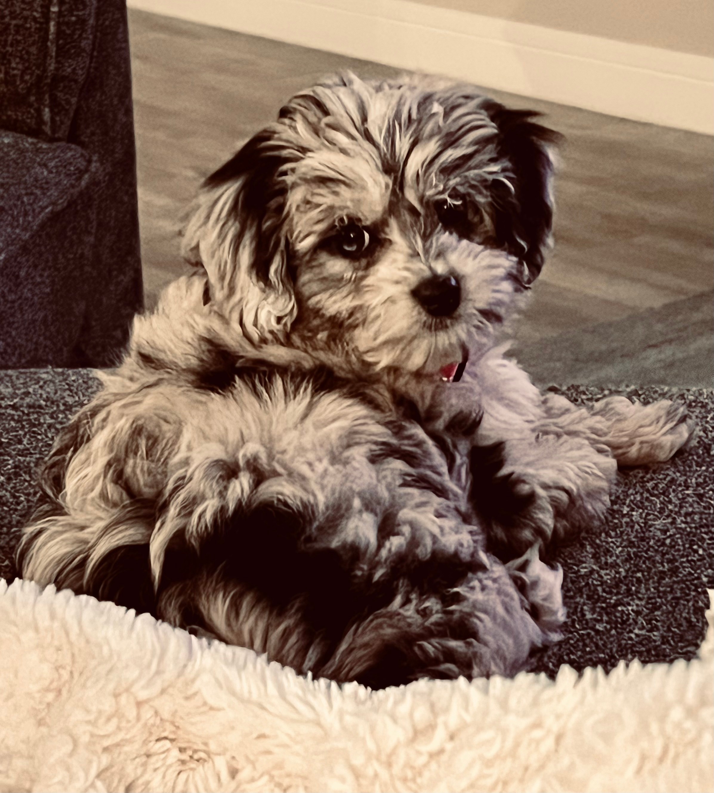 Funny Mini Aussiedoodle Poodle Mix Pup