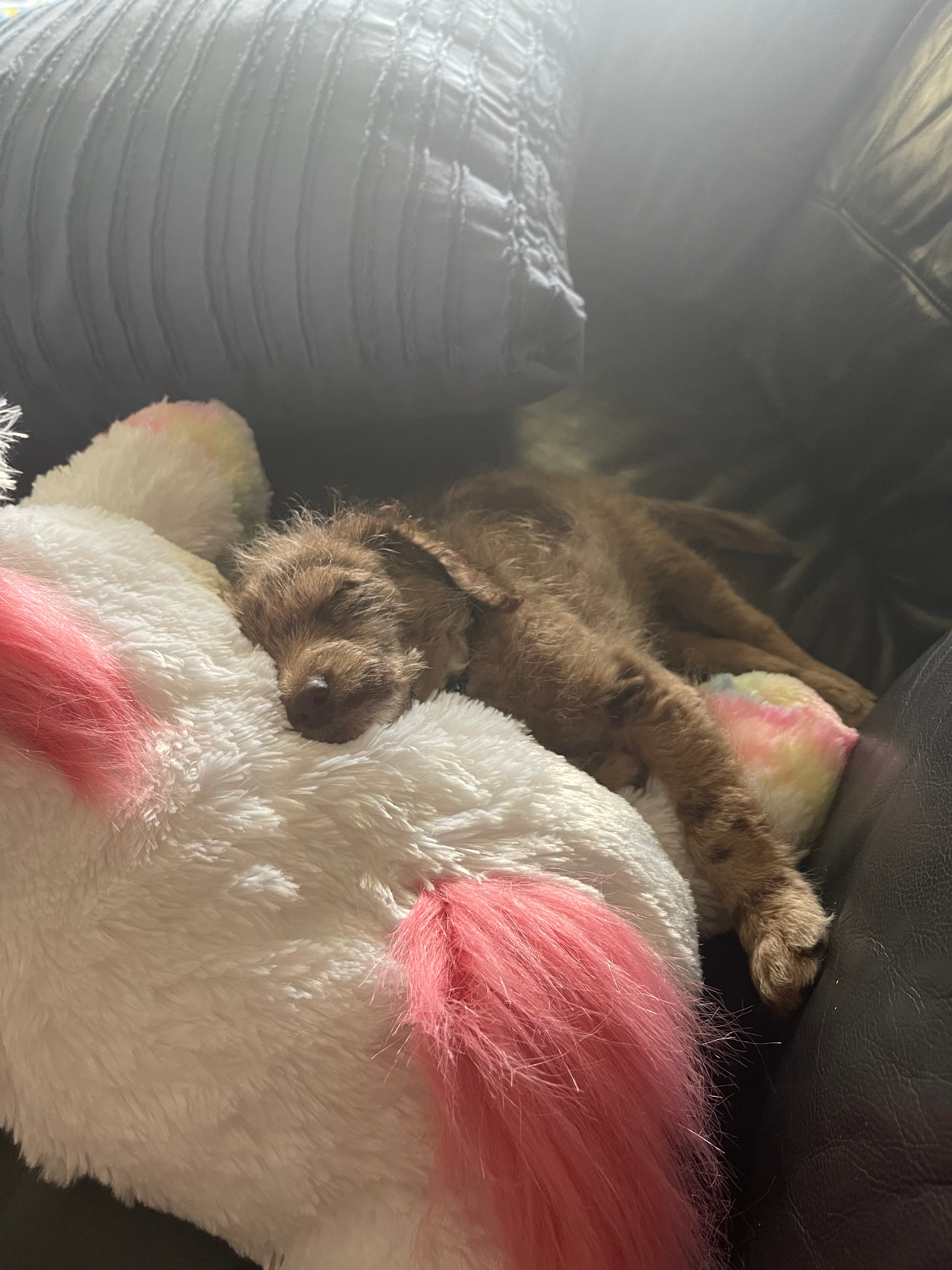 Mini Labradoodle Puppy for Adoption