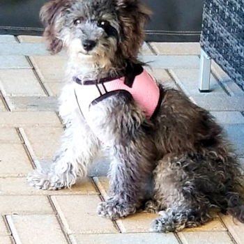 Seneca, a Cockapoo puppy from Bonita Springs FL