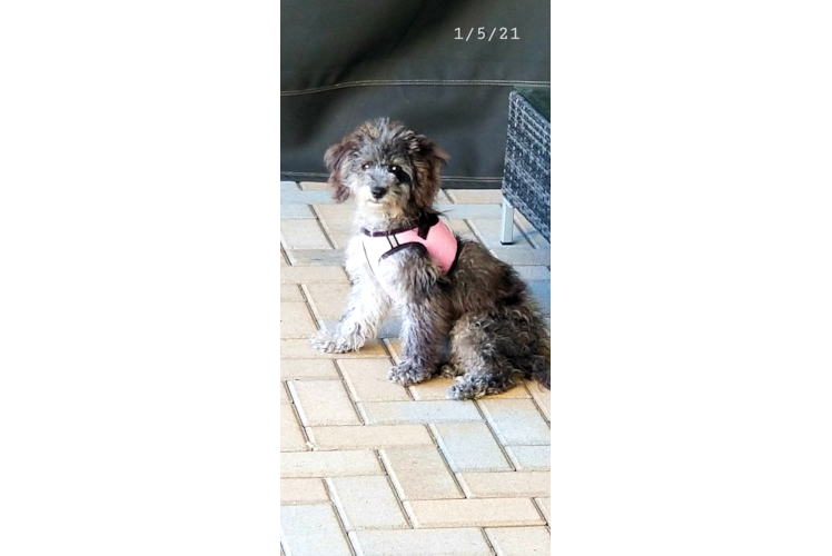 Meet Seneca - our Cockapoo Puppy Photo 1/3 - Florida Fur Babies