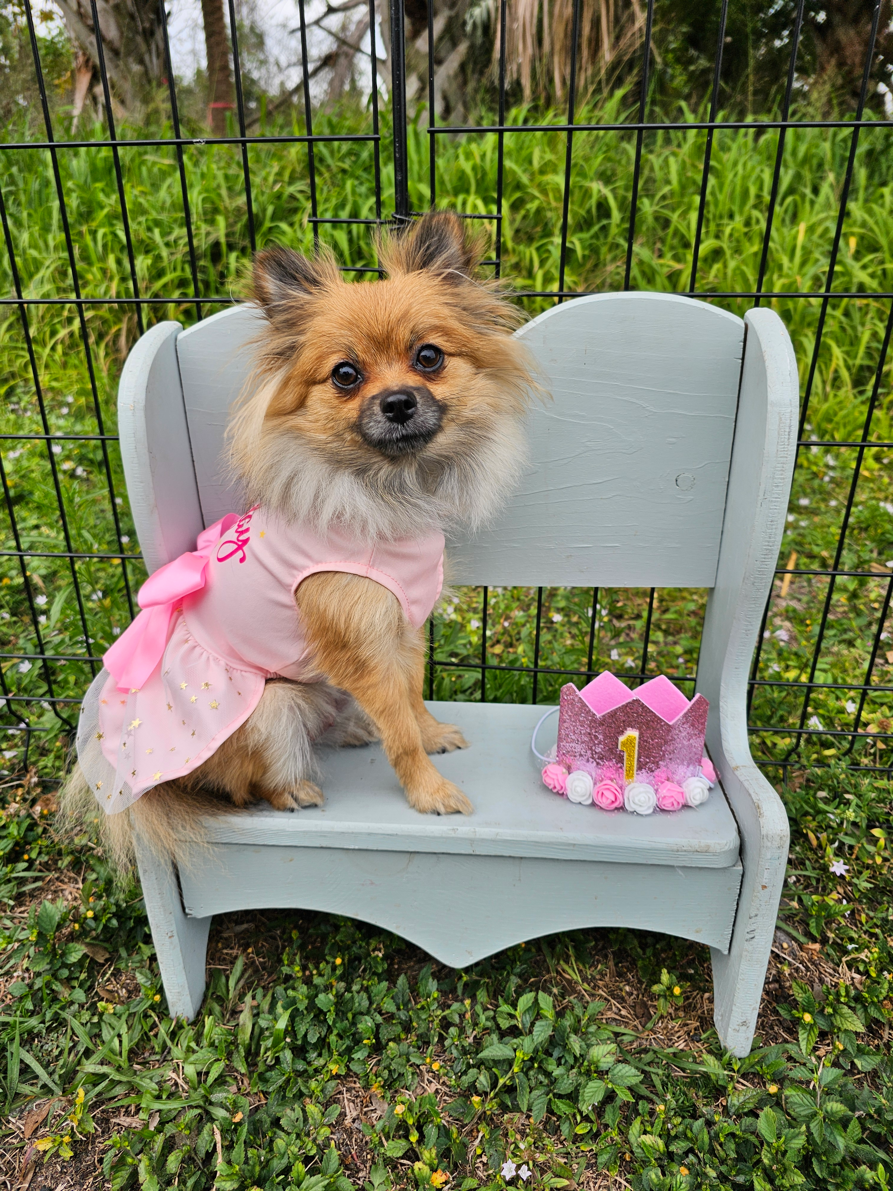 Fluffy Pomeranian Purebred Puppy