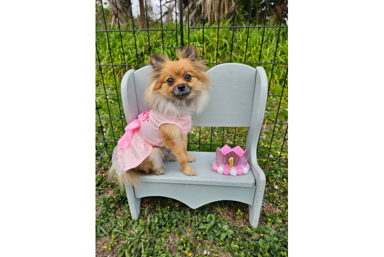 Fluffy Pomeranian Purebred Puppy