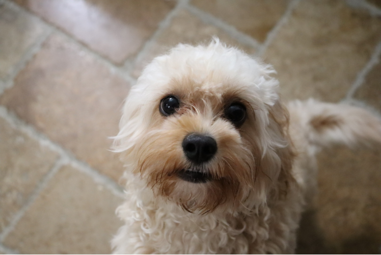 Cute Cavapoo Baby