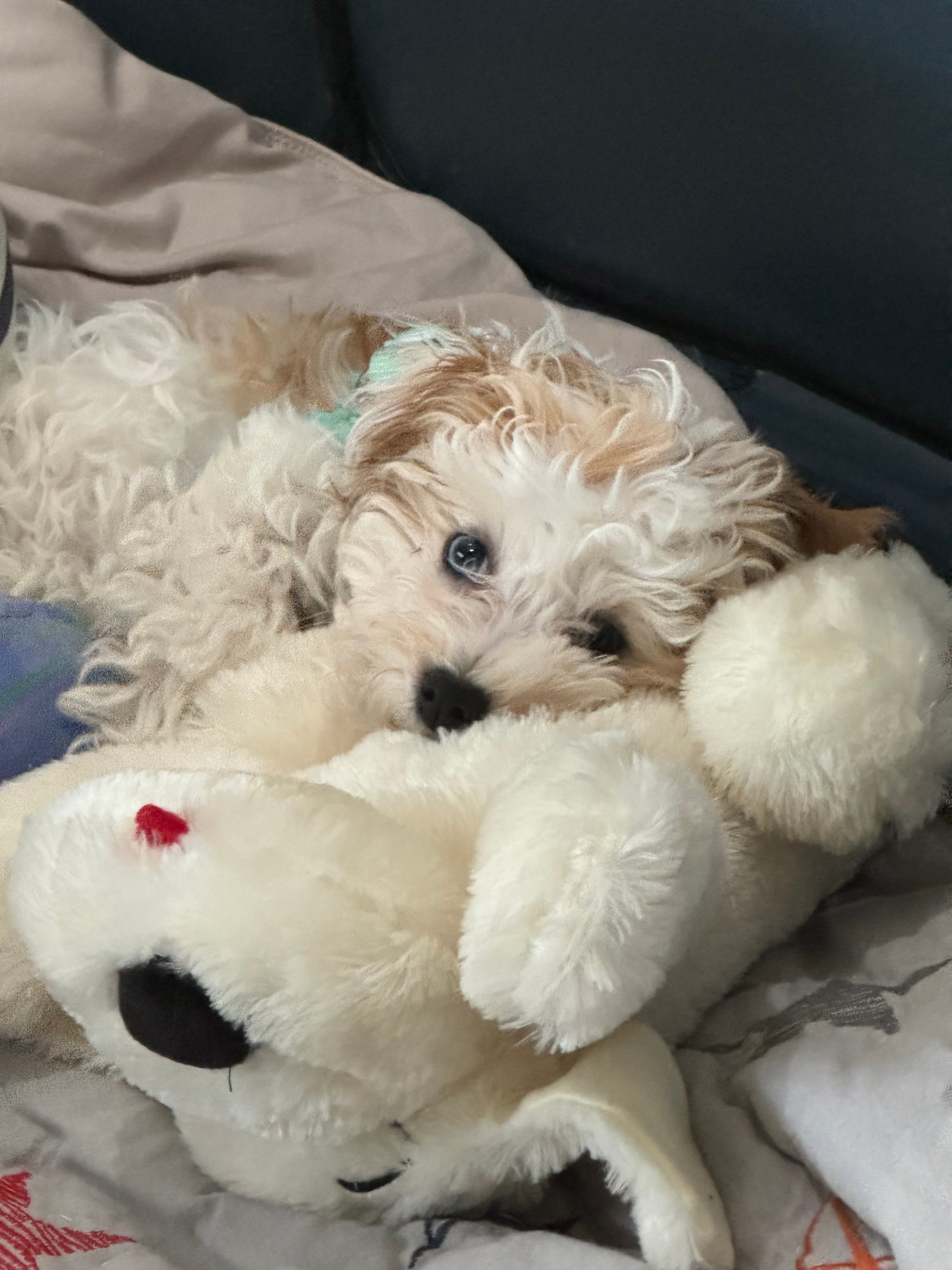 Havapoo Puppy for Adoption