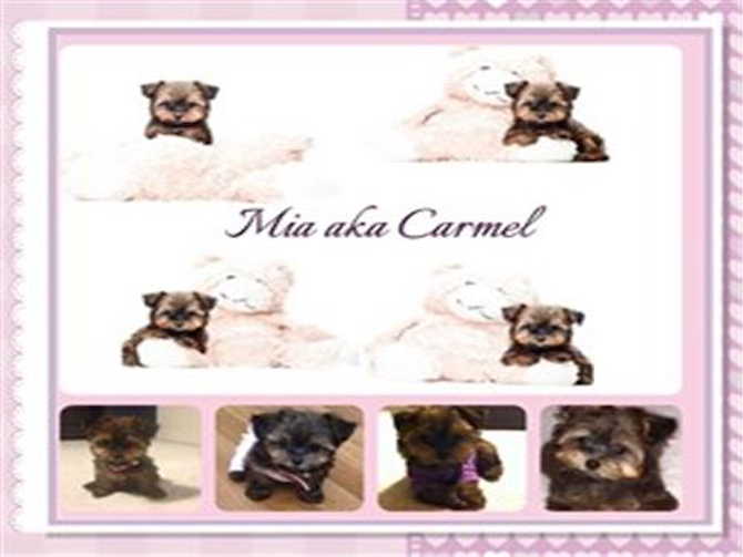 Mia - Puppy For Sale - Florida Fur Babies