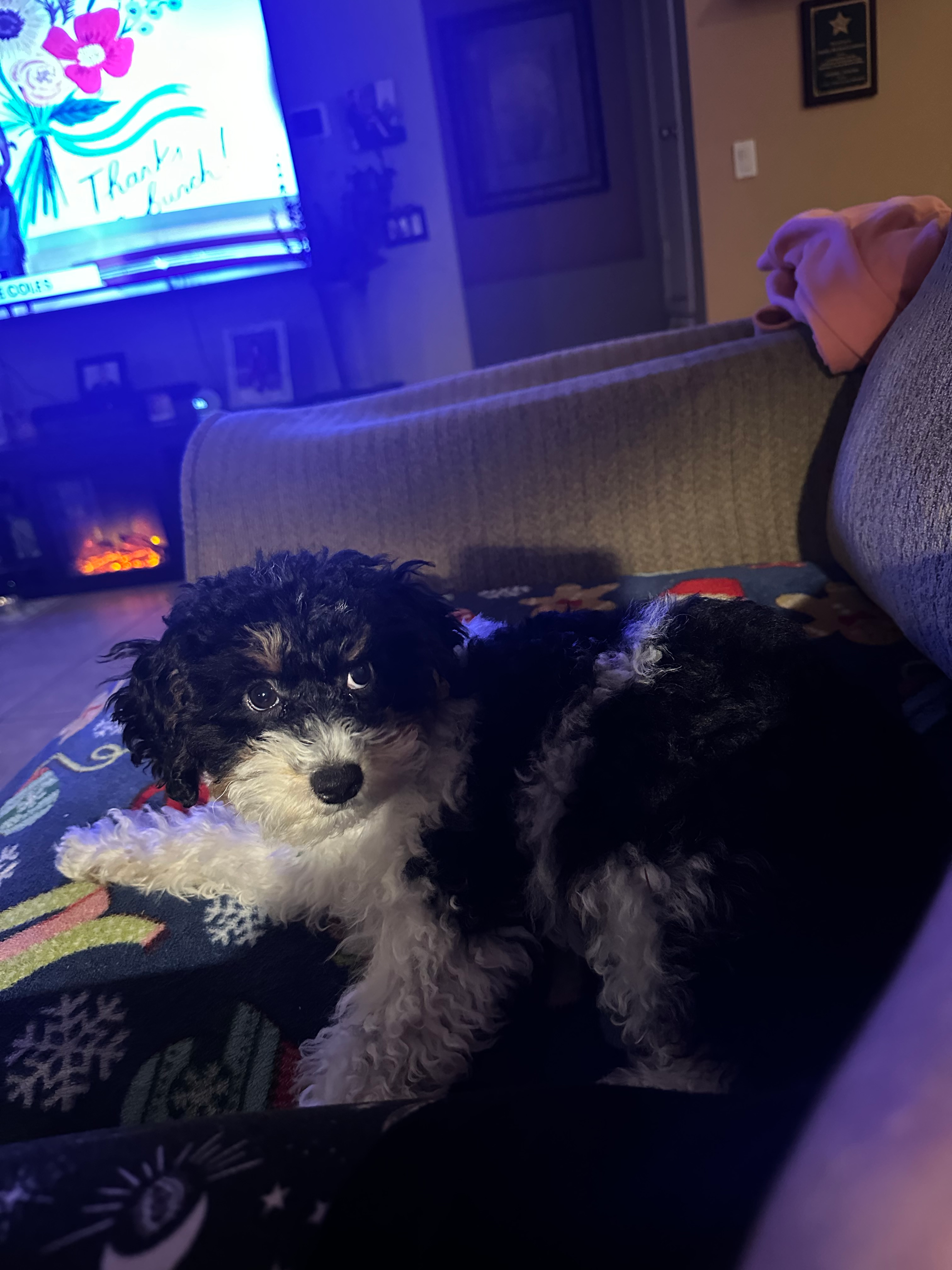 Little Poodle Purebred Pup