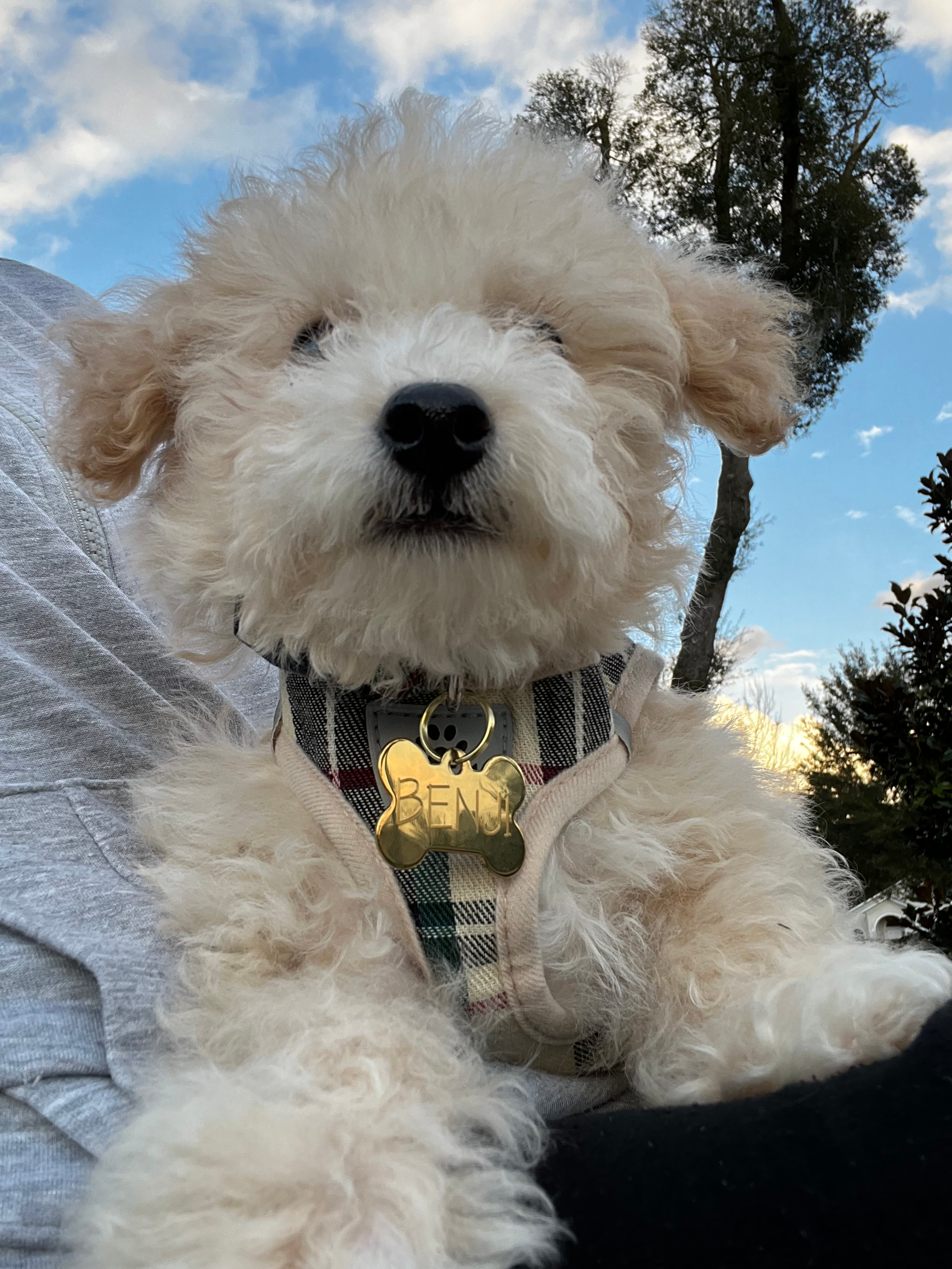 Poochon Puppy for Adoption