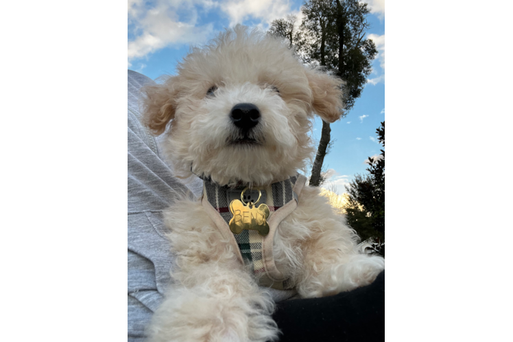 Poochon Puppy for Adoption