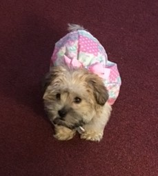 Morkie Pup Being Cute