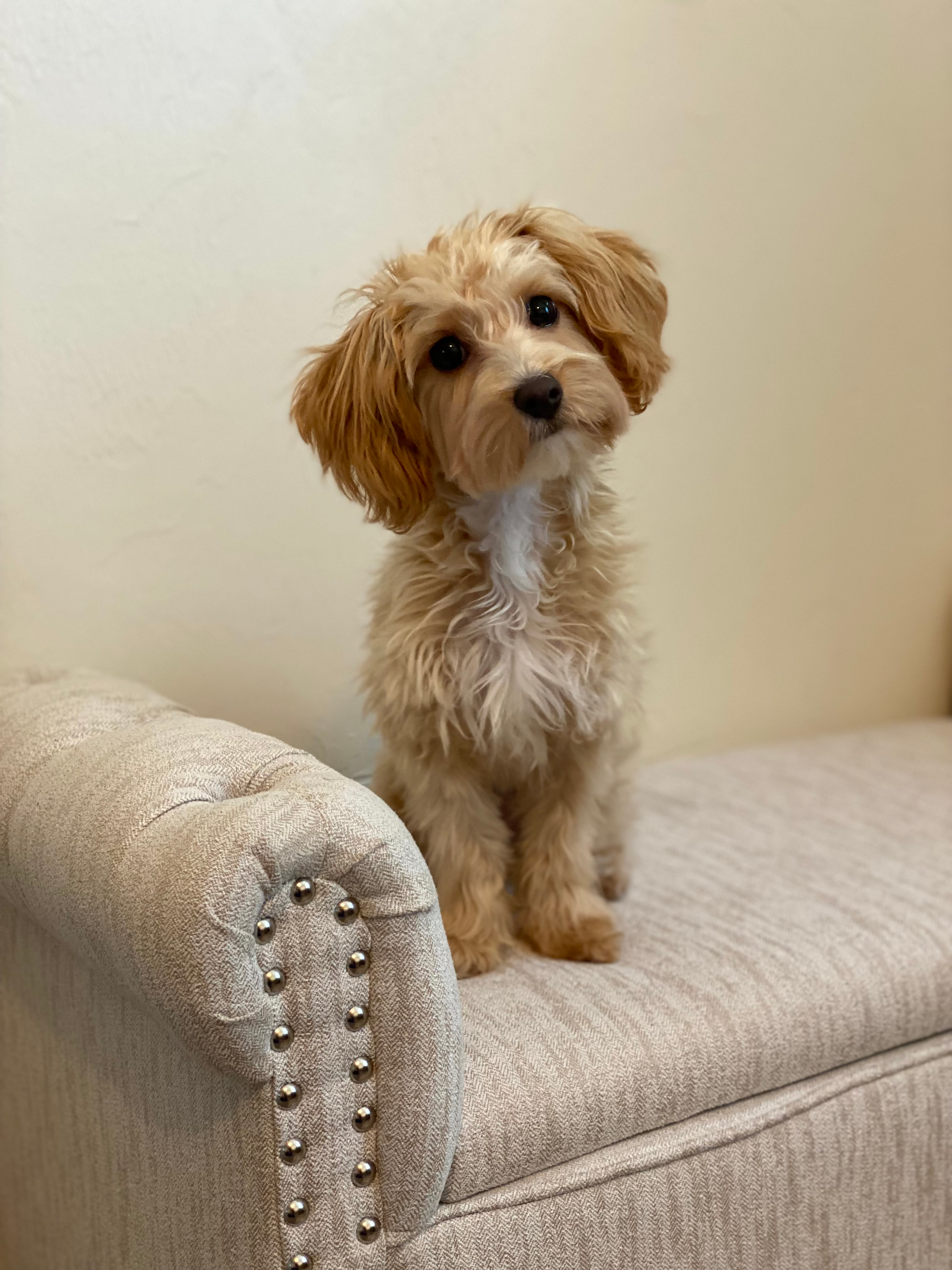 Best Maltipoo Baby