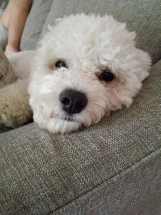 Bichon Frise