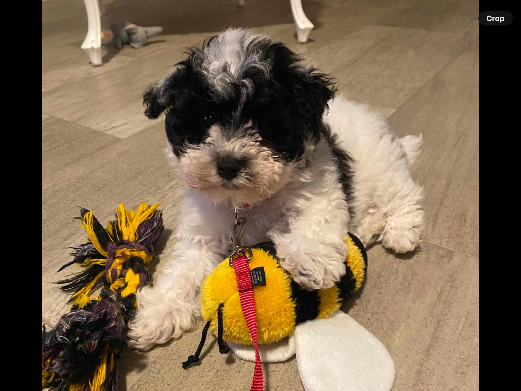 Havapoo Puppy for Adoption