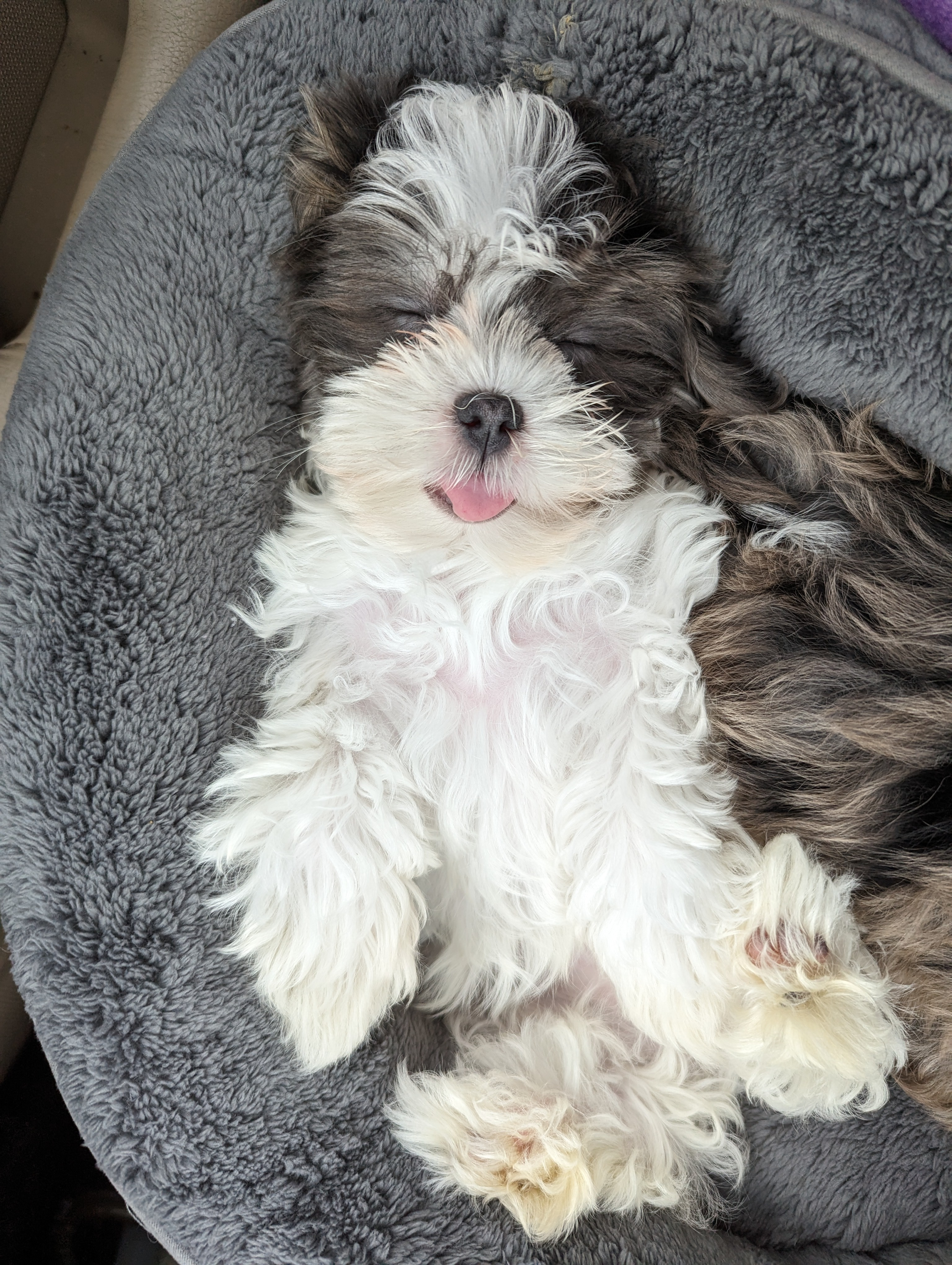 Sweet Teddy Bear Baby