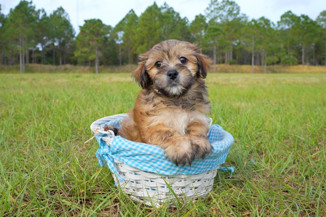Cute Morkie Designer Pup