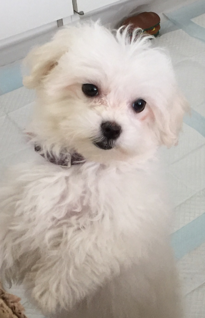 Crystal - Maltese Puppy For Sale - Florida Fur Babies