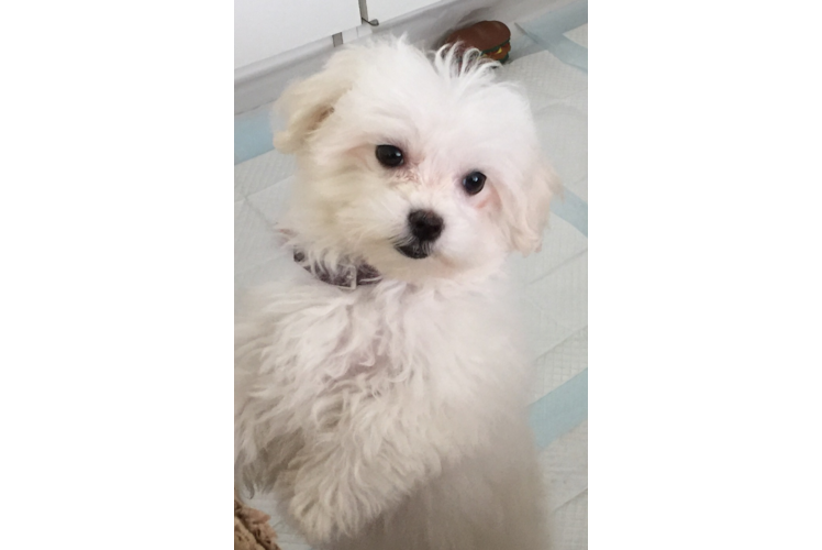 Meet Crystal - our Mini Goldendoodle Puppy Photo 1/3 - Florida Fur Babies