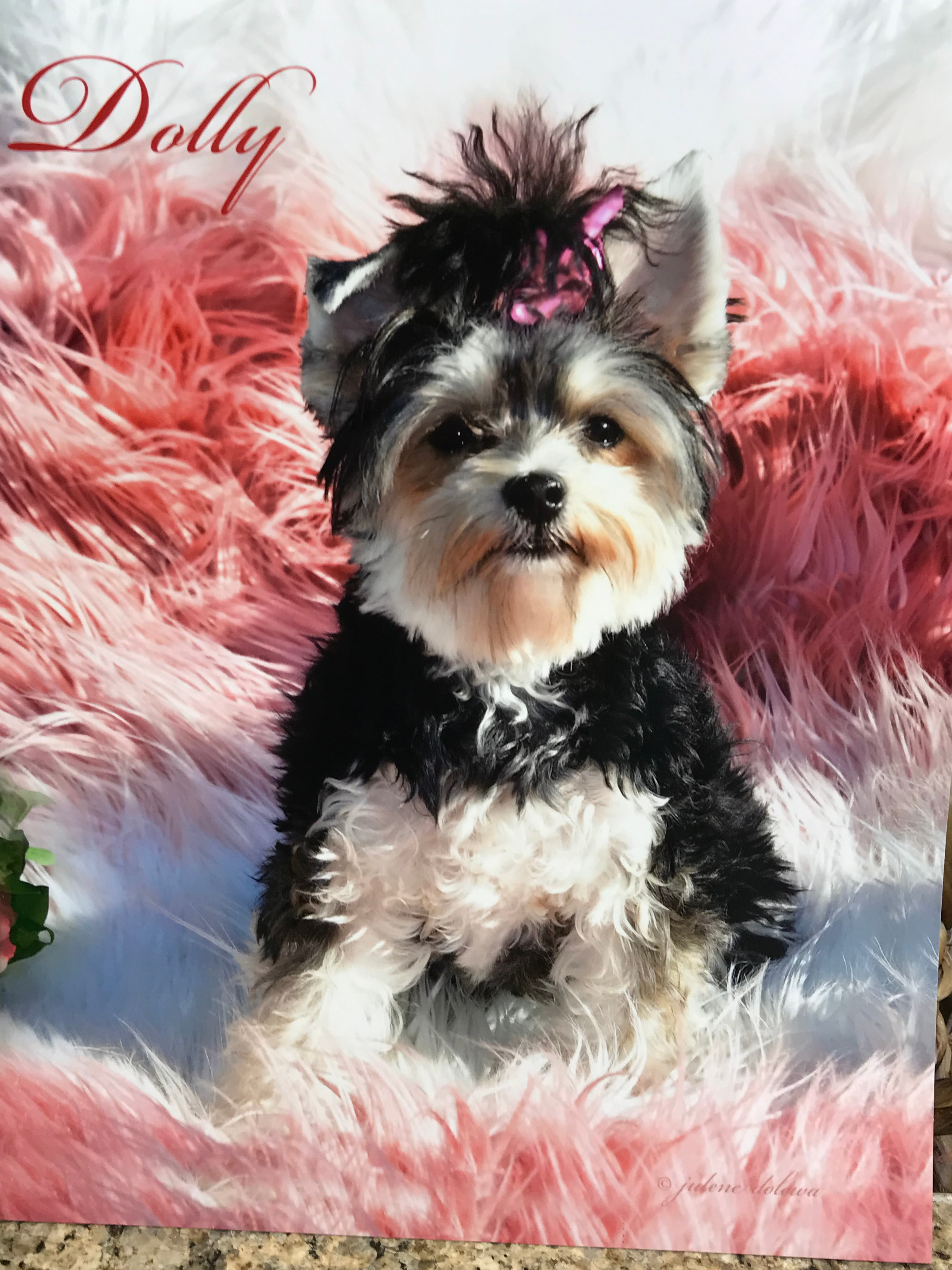 Little Yorkie Designer Puppy