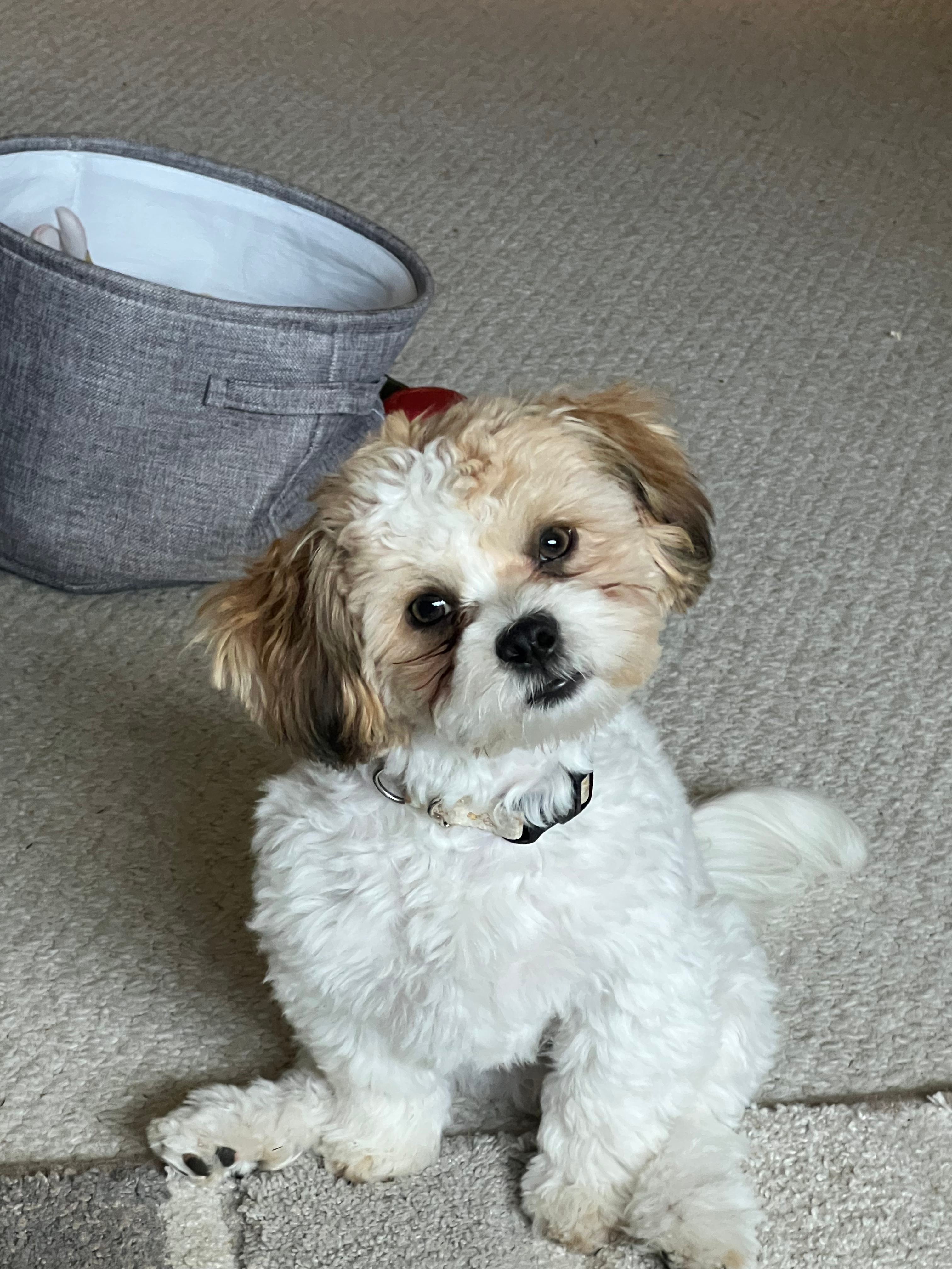 Teddy Bear Pup Being Cute