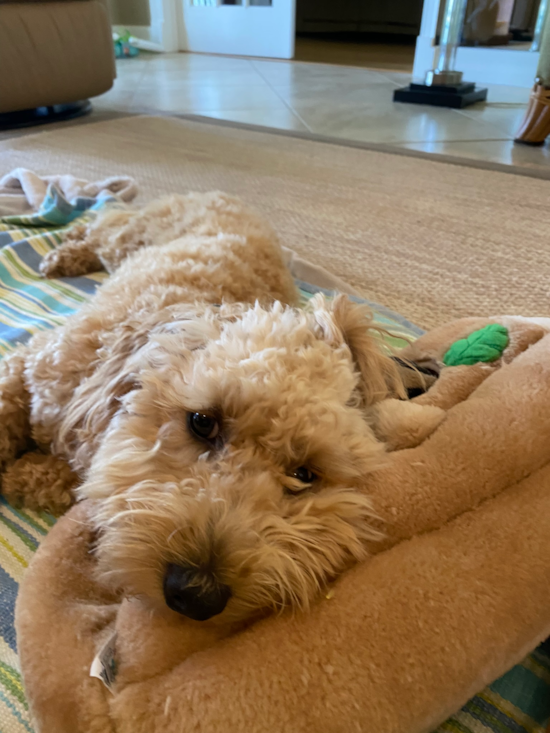 Mini Goldendoodle