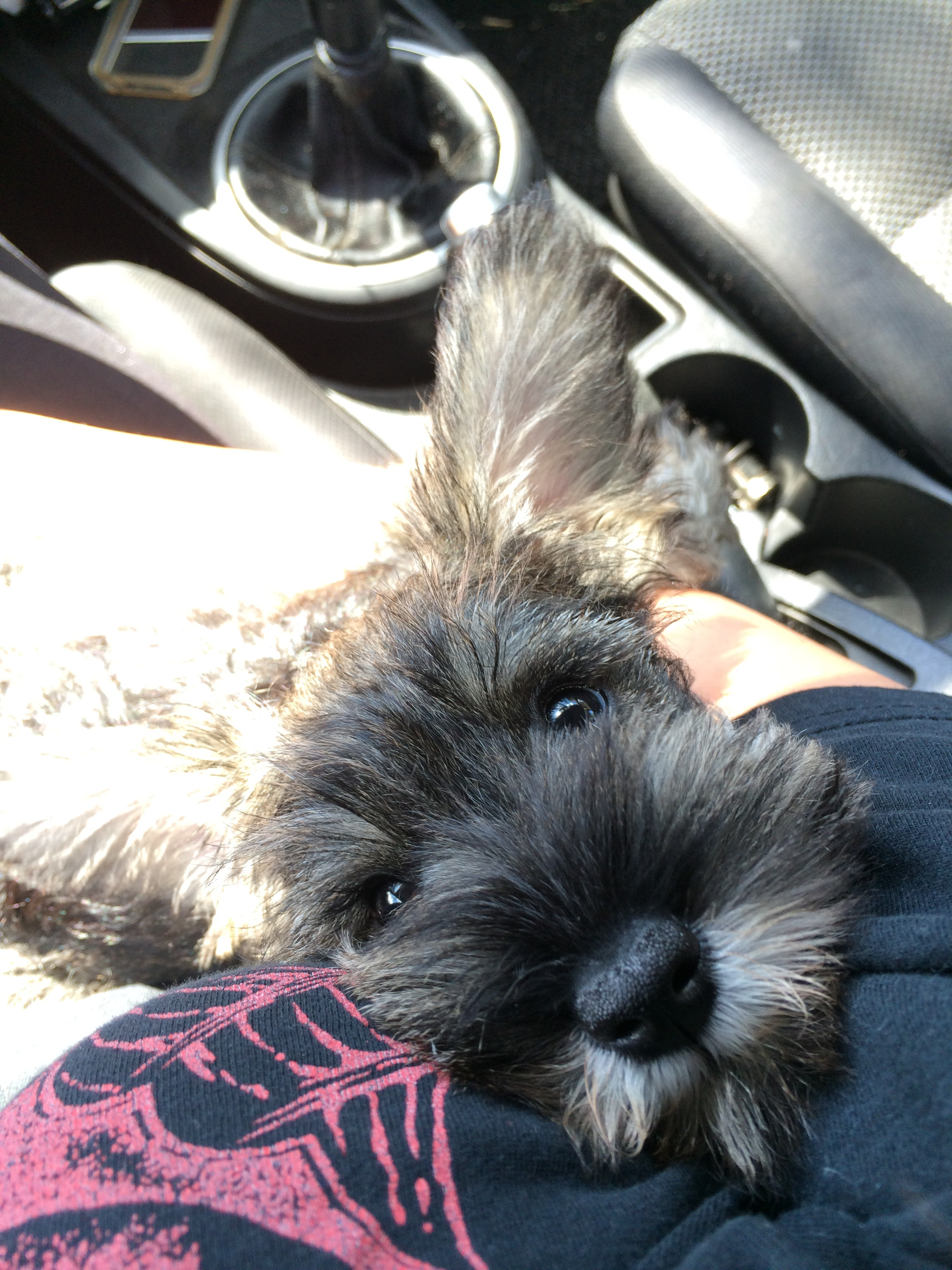 Teddy Bear Puppy for Adoption