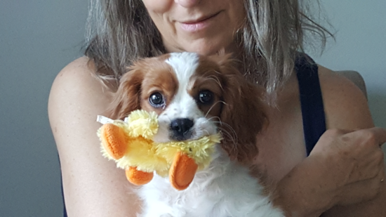 Cavalier King Charles Spaniel