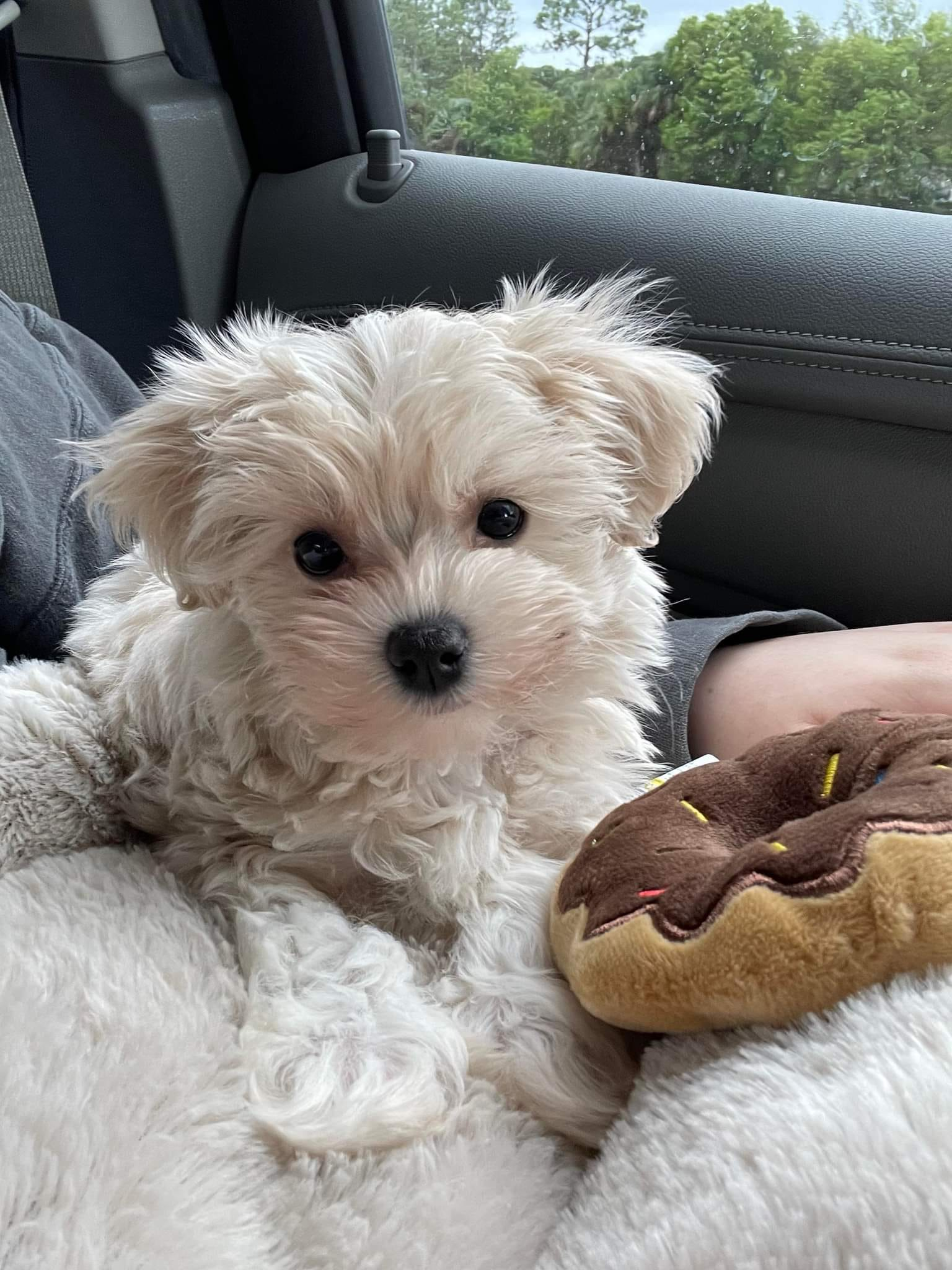 Cute Maltipoo Poodle Mix Pup