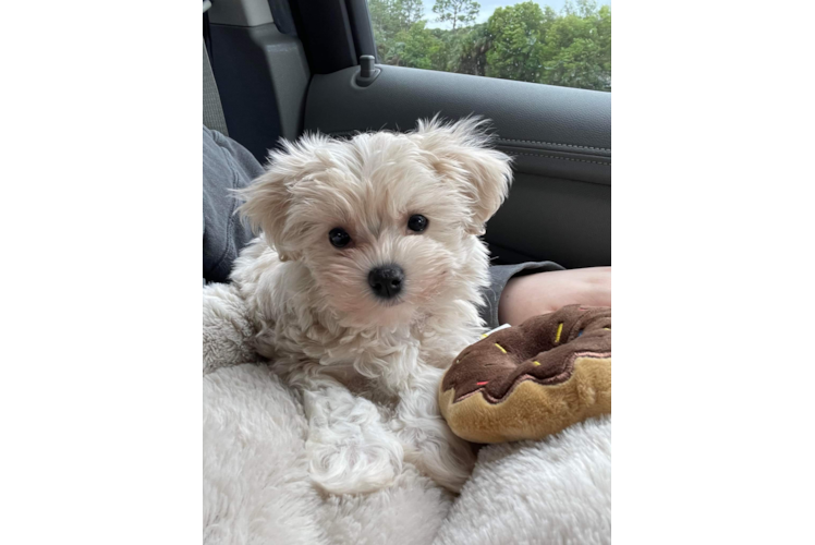 Meet Gia - our Maltipoo Puppy Photo 1/3 - Florida Fur Babies