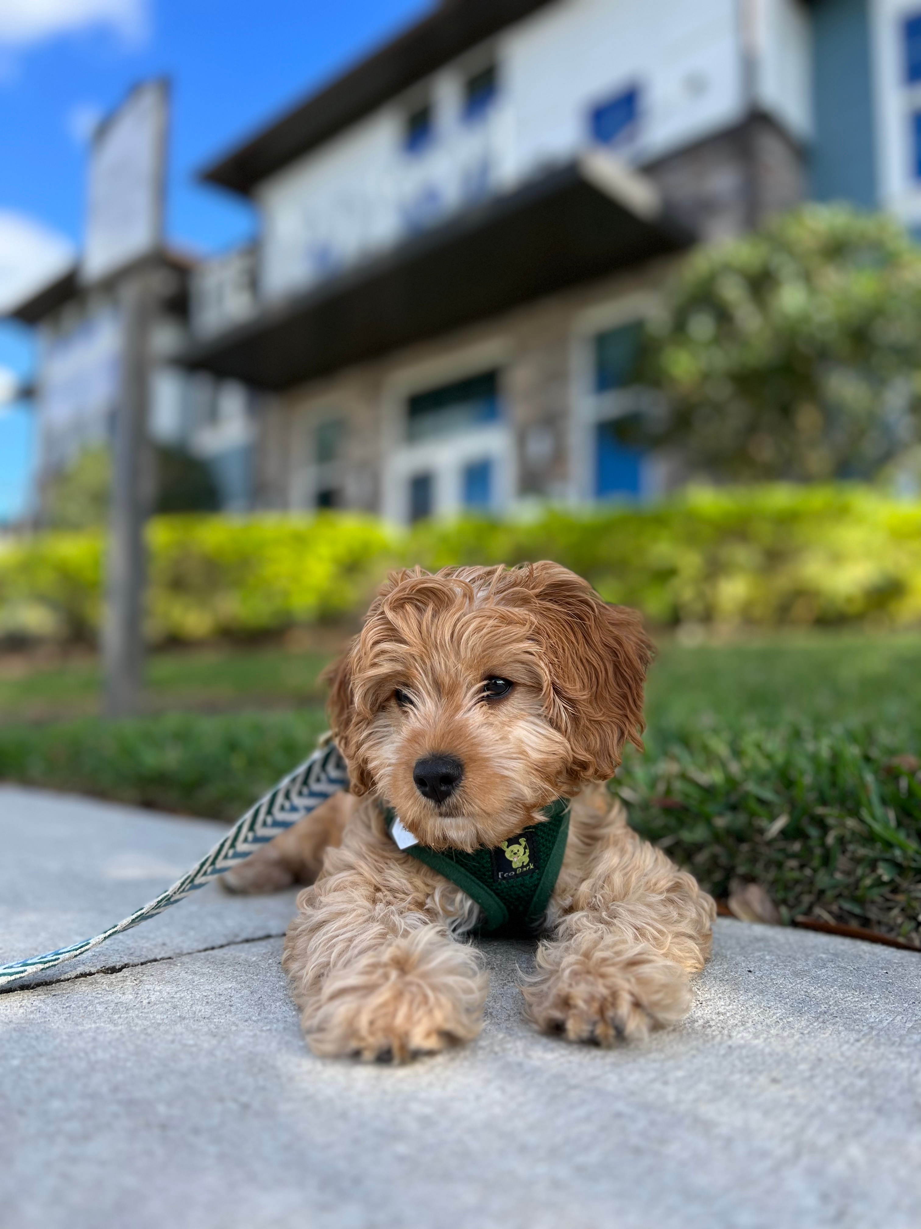 Small Cavapoo Baby