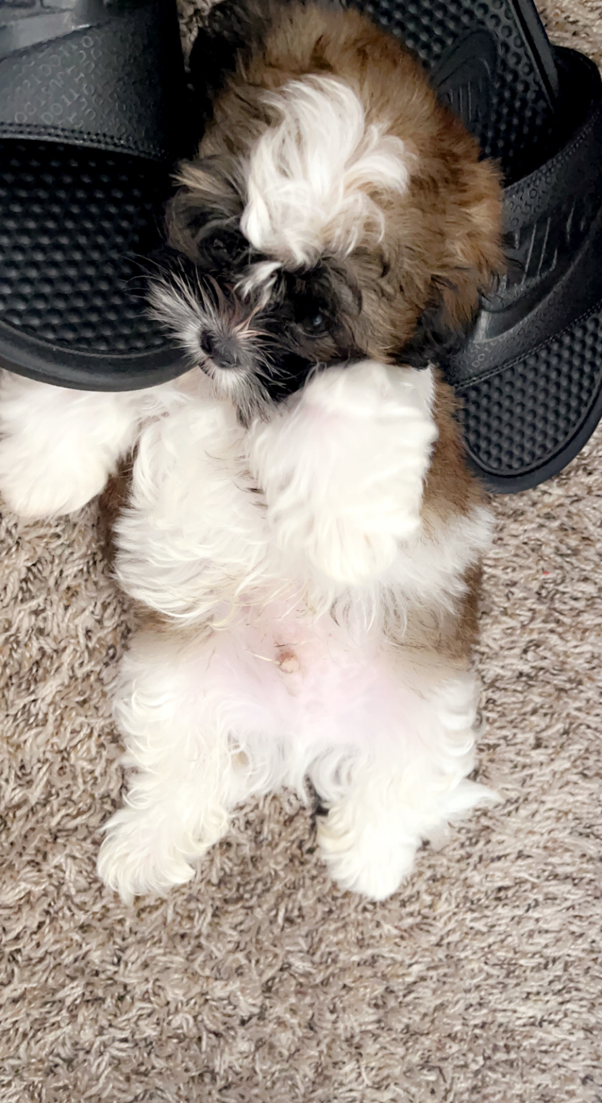 Cute Shi Chon Designer Puppy