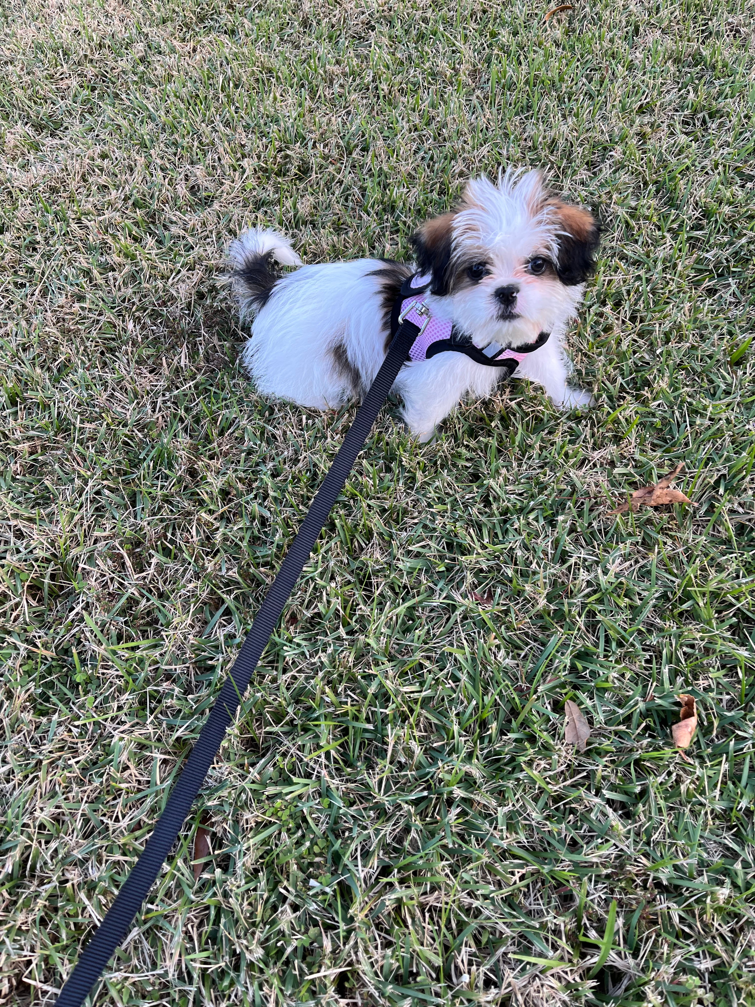 Small Shorkie Baby