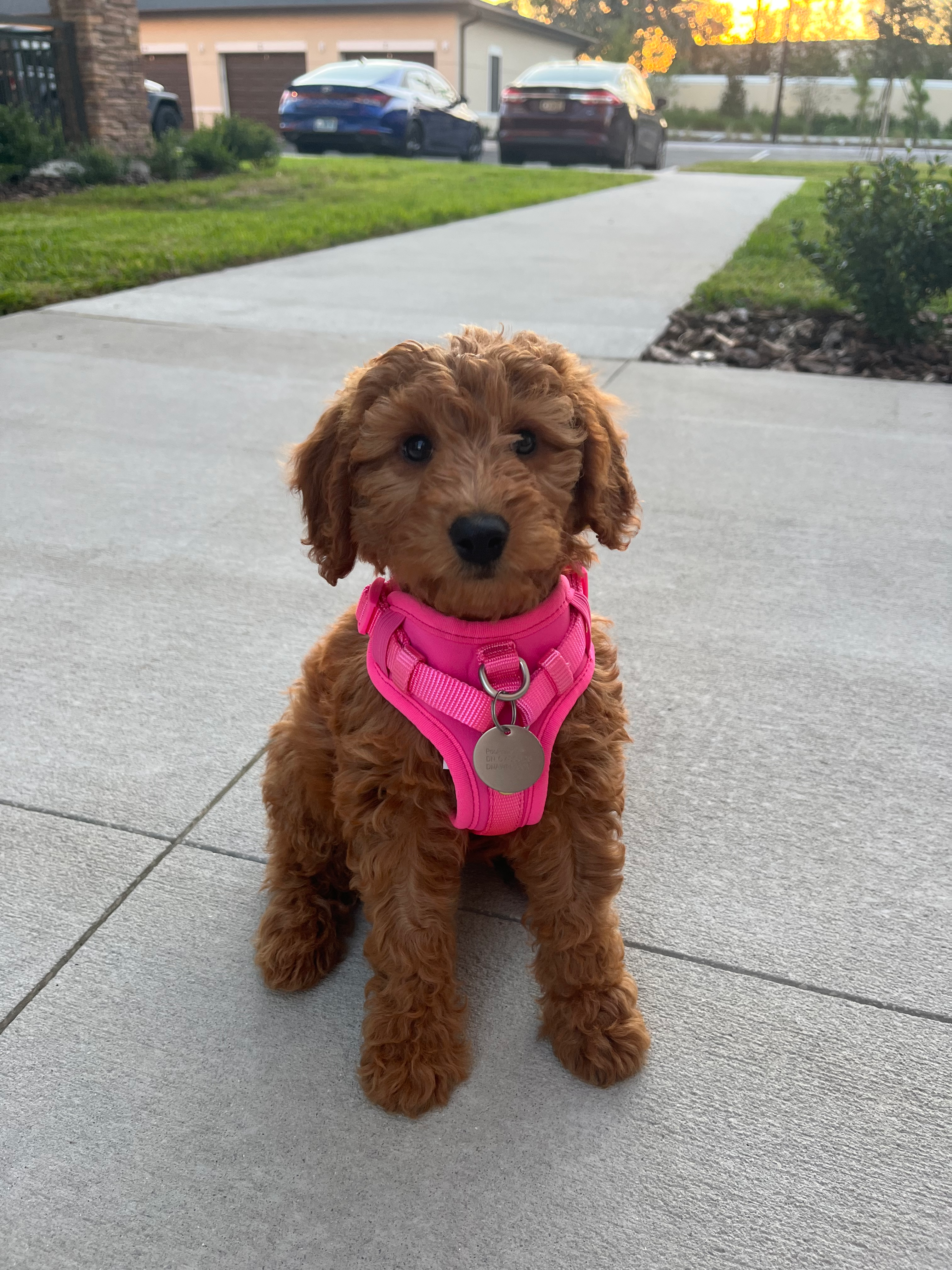 Mini Goldendoodle Pup Being Cute