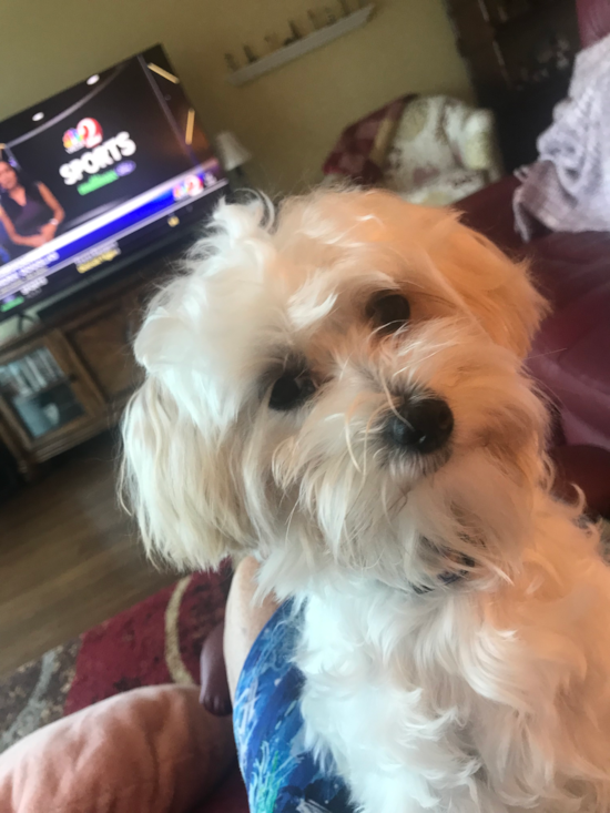 Maltipoo
