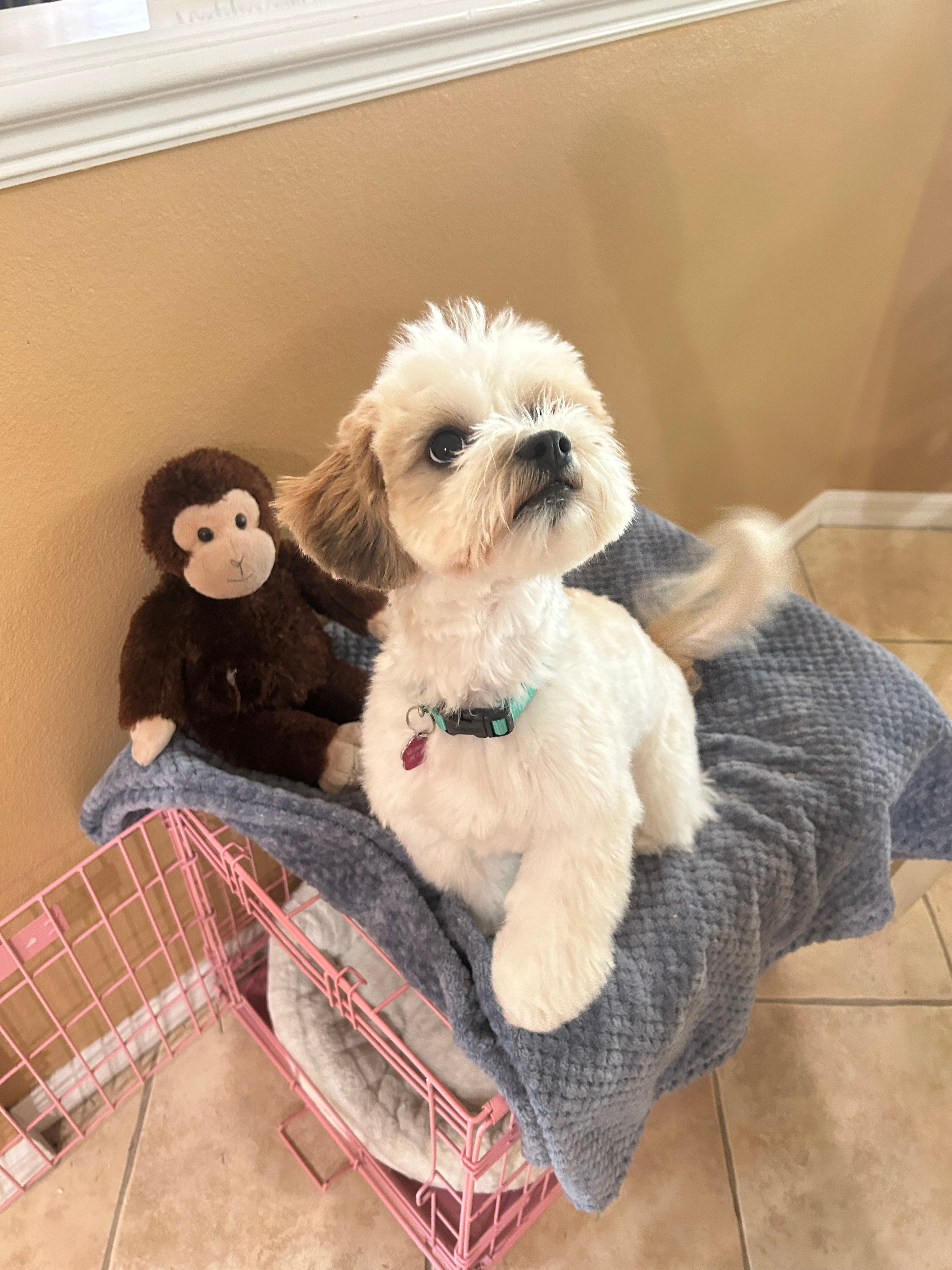 Little Shichon Designer Puppy