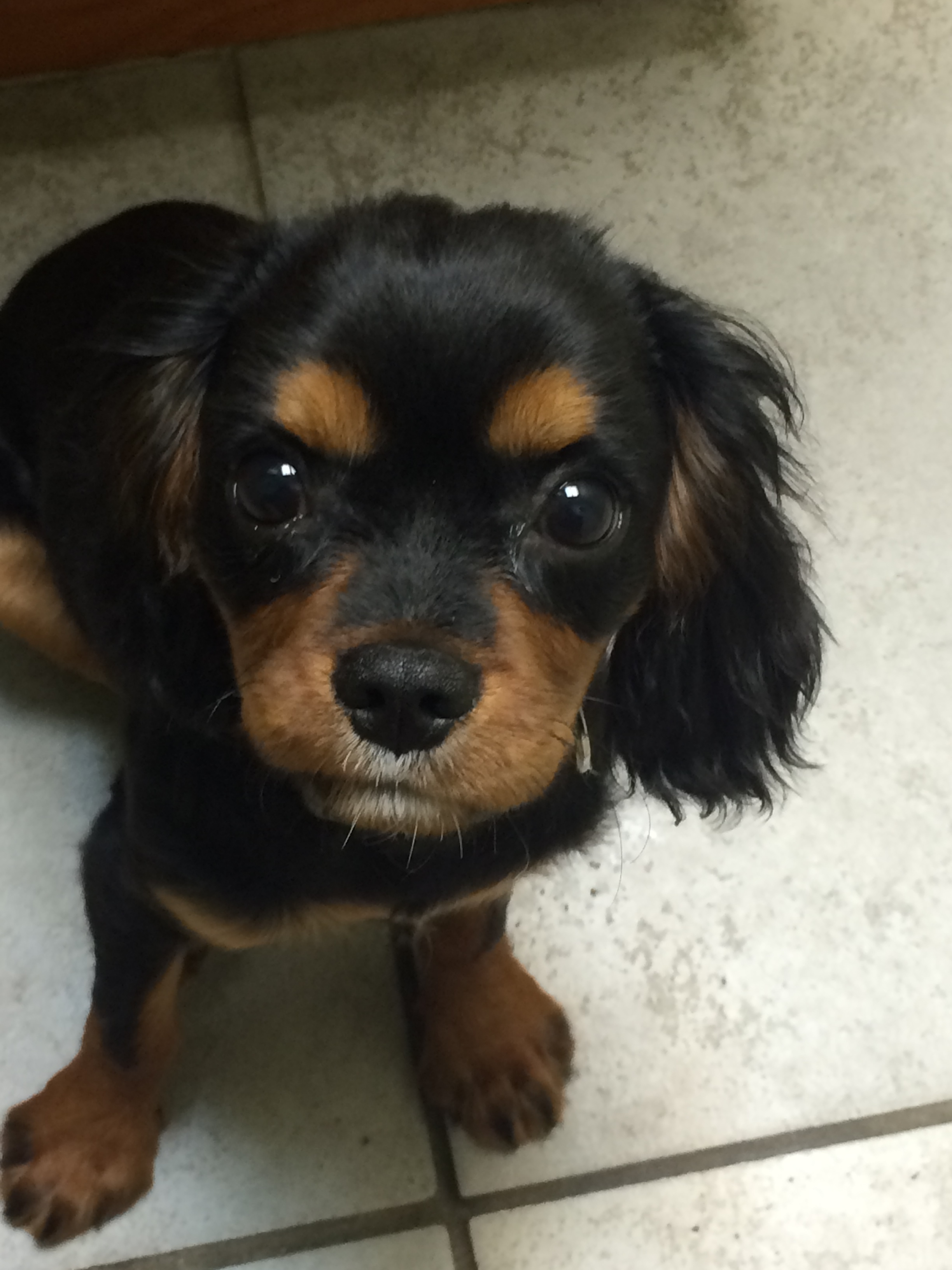 Teddy Bear Pup Being Cute