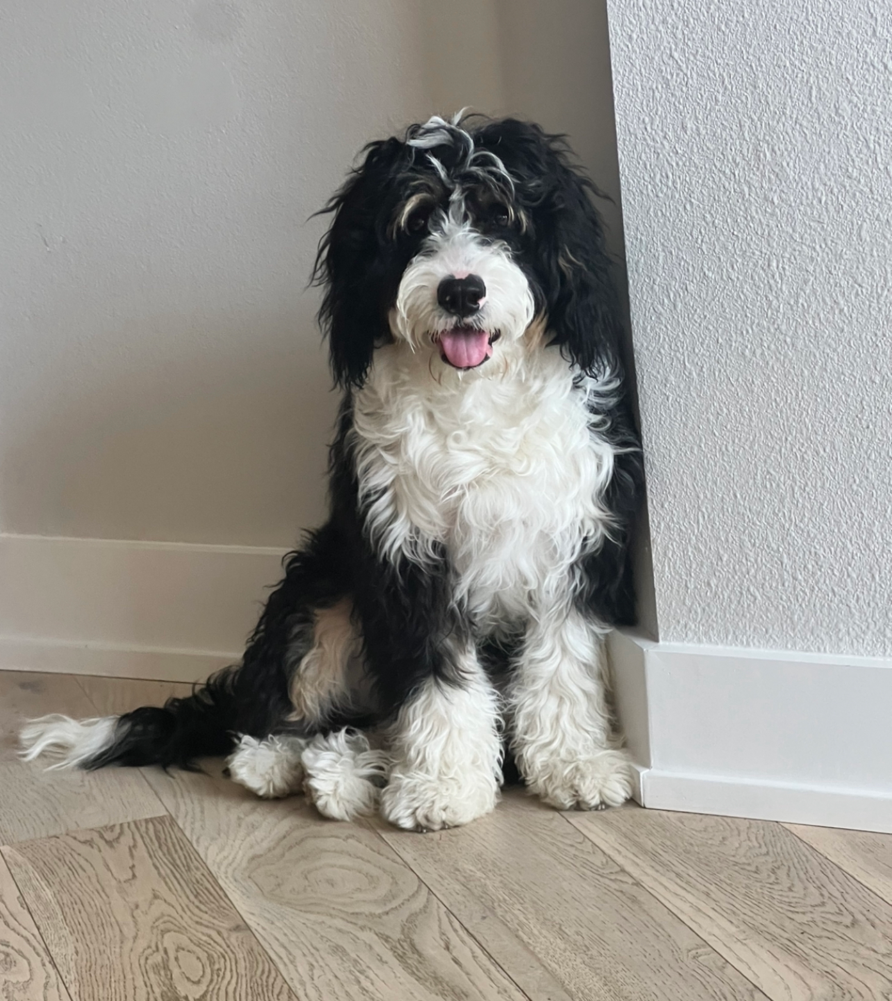 Mini Bernedoodle Pup Being Cute