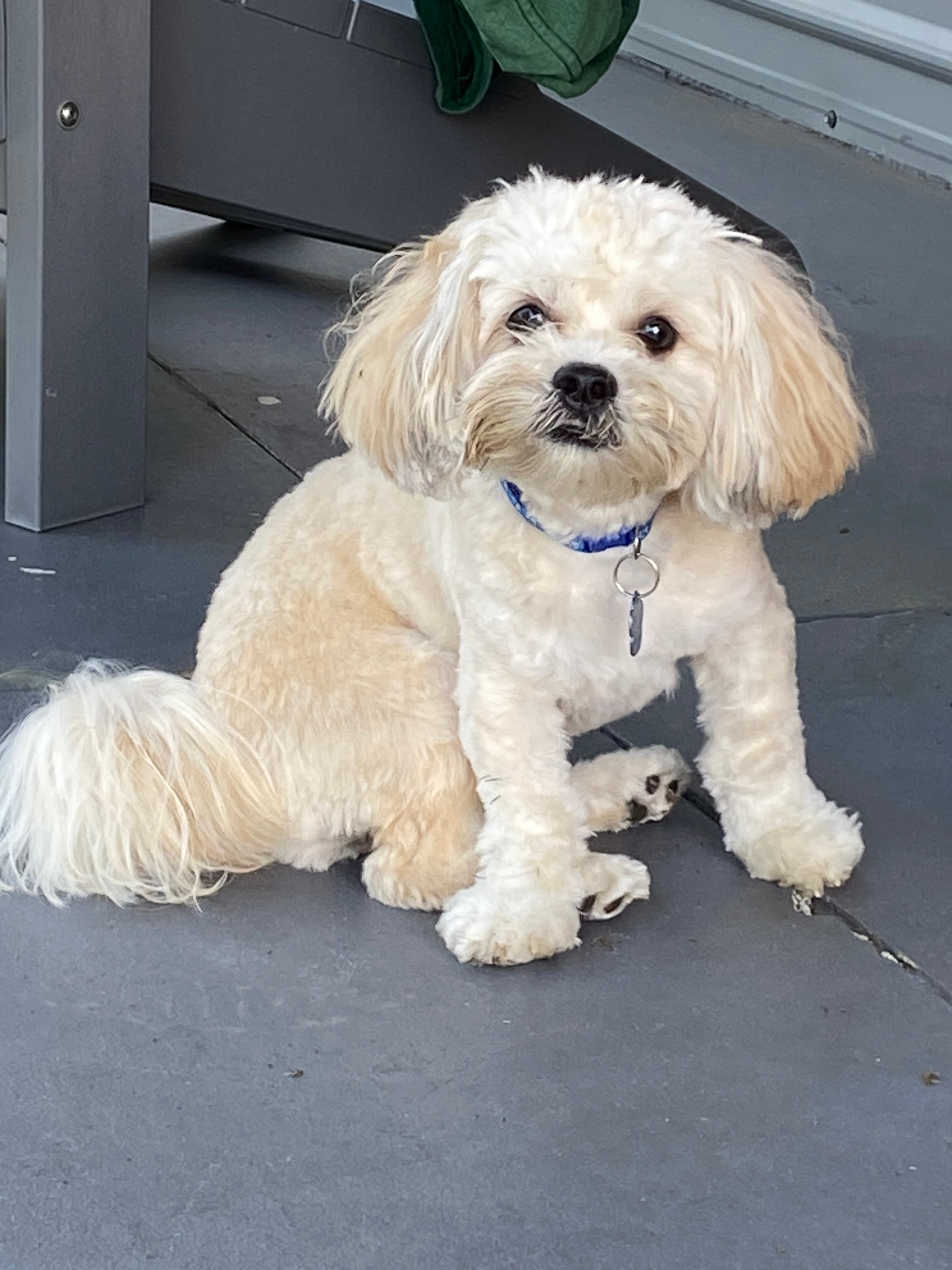 Cute Shih Poo Baby