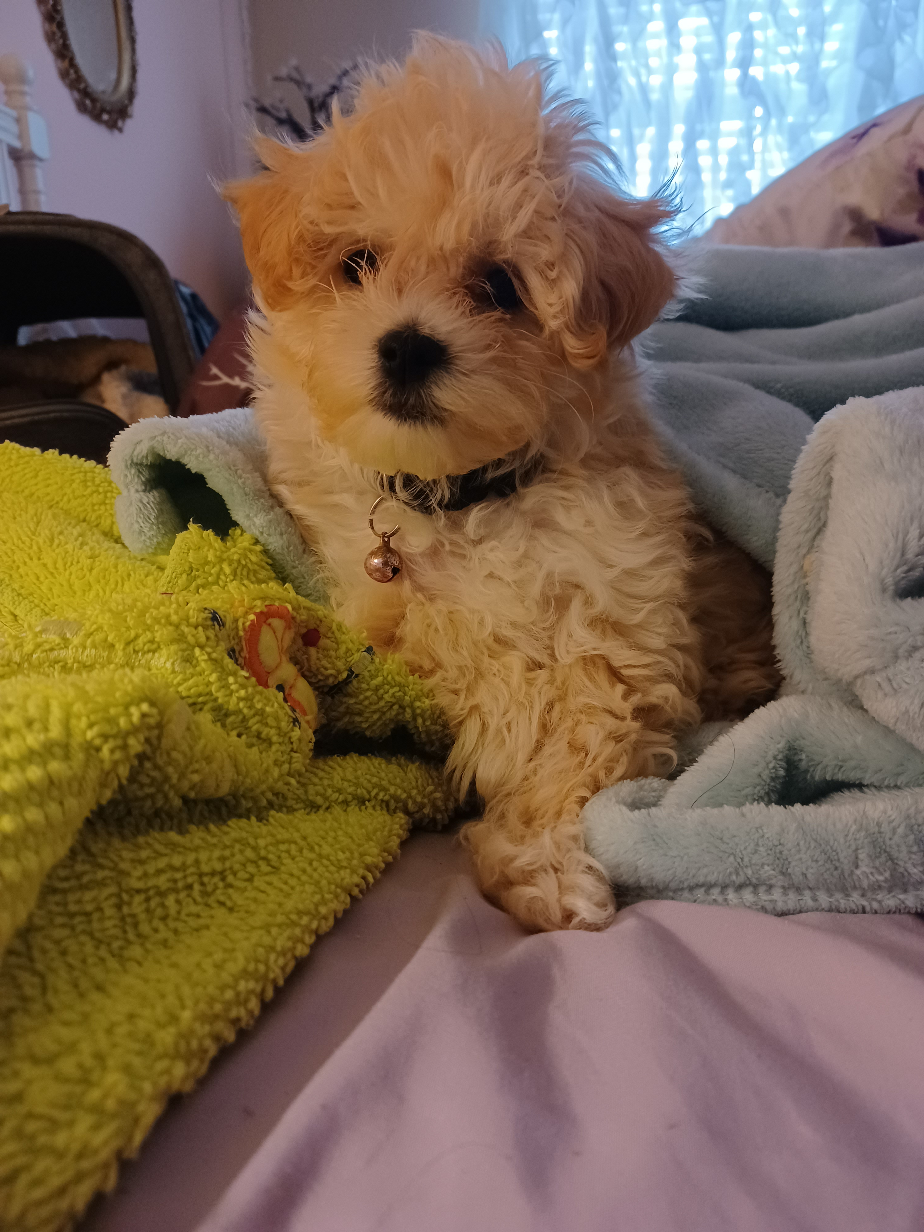 Maltipoo Puppy for Adoption
